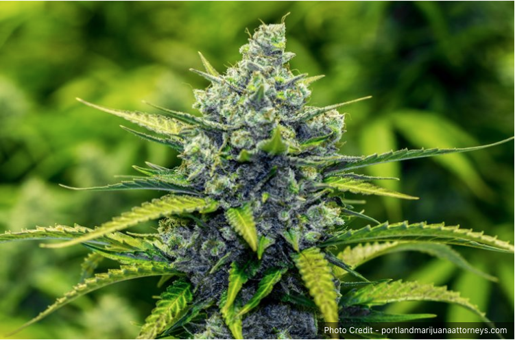 CBD & THC – How To Know Which One Is Right For You