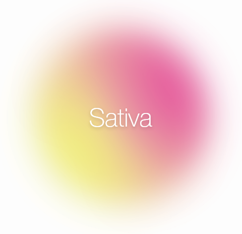 Sativa-7 Sativa